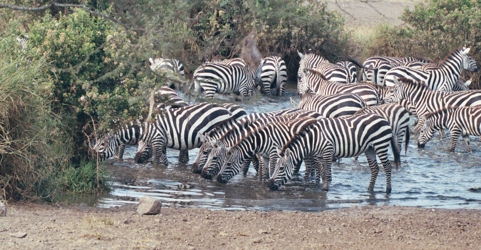 How Animals Work Colour and camouflage