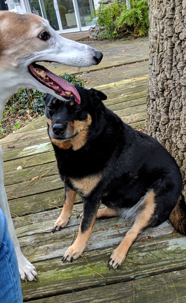 image of Dudley the Greyhound standing in the backyard with his mouth open next to Zelda the Black and Tan Mutt, who seems to be making a face