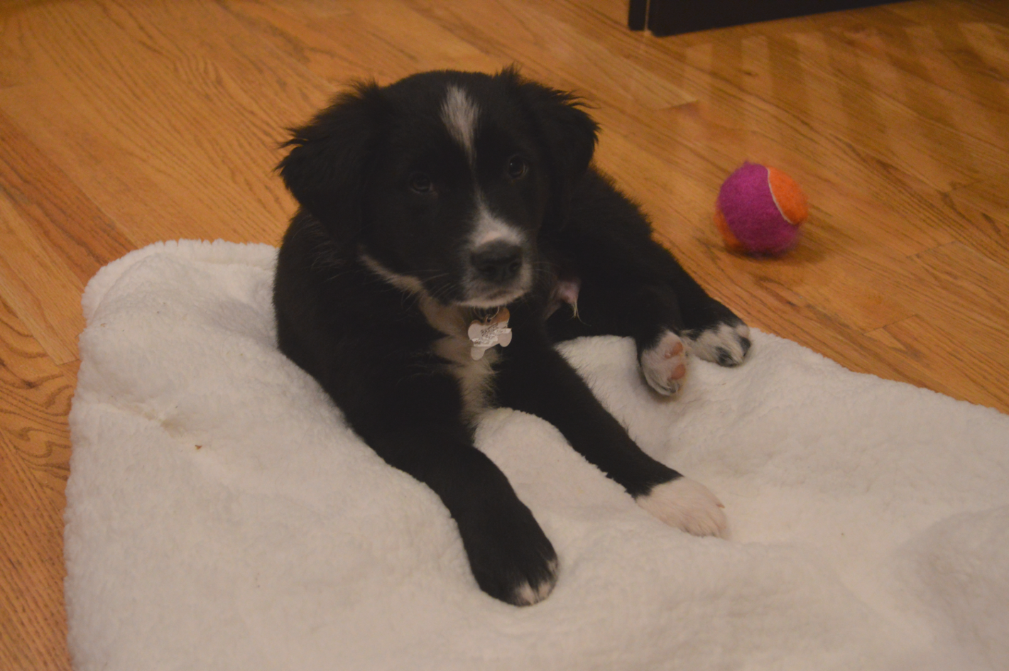 Puppy Nipping Other Dogs Puppy Nipping Other Dogs