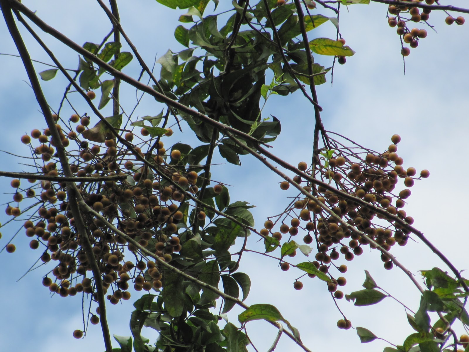 RESERVA NATURAL VICTORIA EL JABONCILLO, ÁRBOL DEL JABÓN