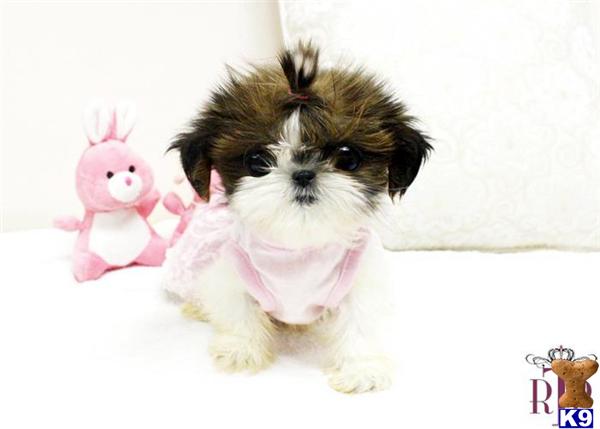 Filhote de shih tzu necessidades no lugar certo