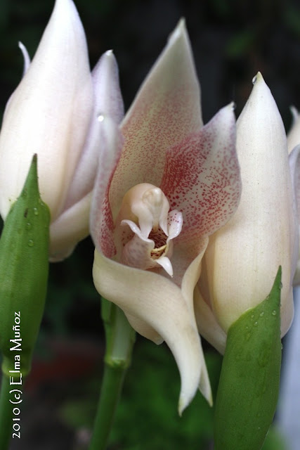 Orquidea de Oxapampa - Anguloa Virginalis