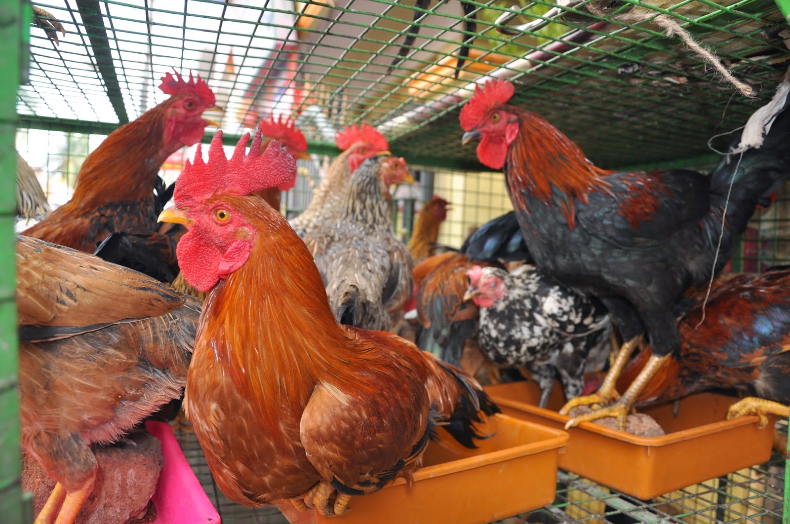 Mysuru naati kkoli: Backyard poultry farming/country ...