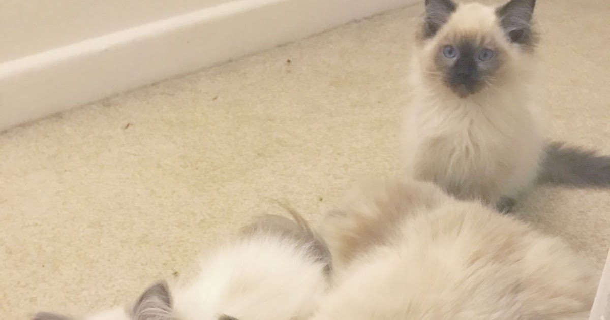 The Kuwait Cats and kittens Adoption and sales email us at