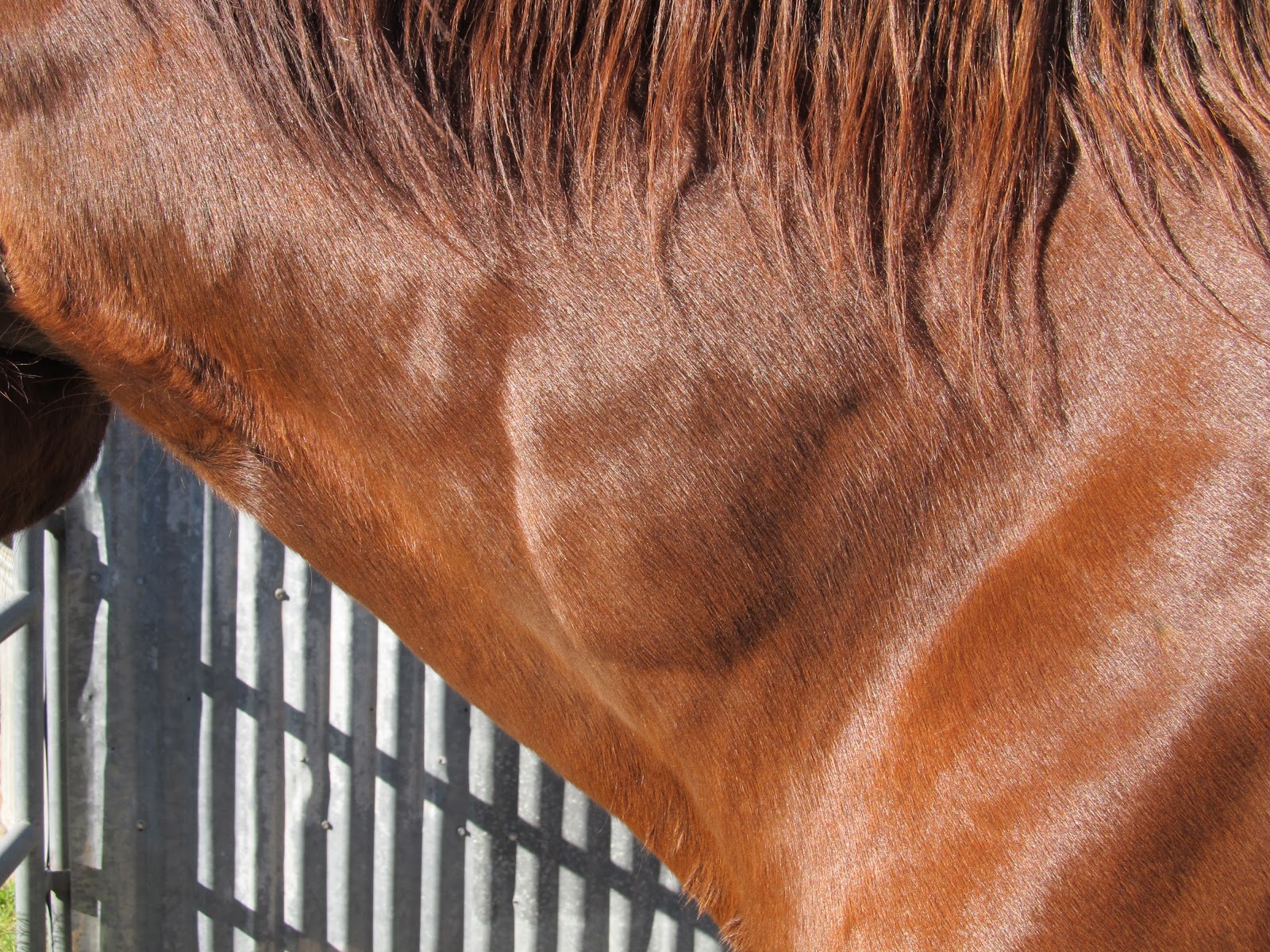 Cavalry Rider More Horse Vaccination Reactions