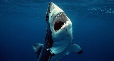 El impresionante Gran tiburón blanco 