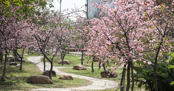中科崴立機電櫻花公園河津櫻和吉野櫻率先登場,粉紅櫻花步道好美 中科崴立機電櫻花公園河津櫻和吉野櫻率先登場,粉紅櫻花步道好美