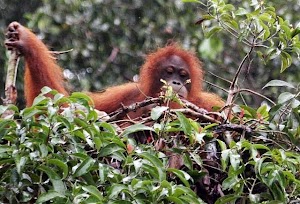 Temuan Orangutan Kalsel, Kabar Gembira Yang Menyedihkan