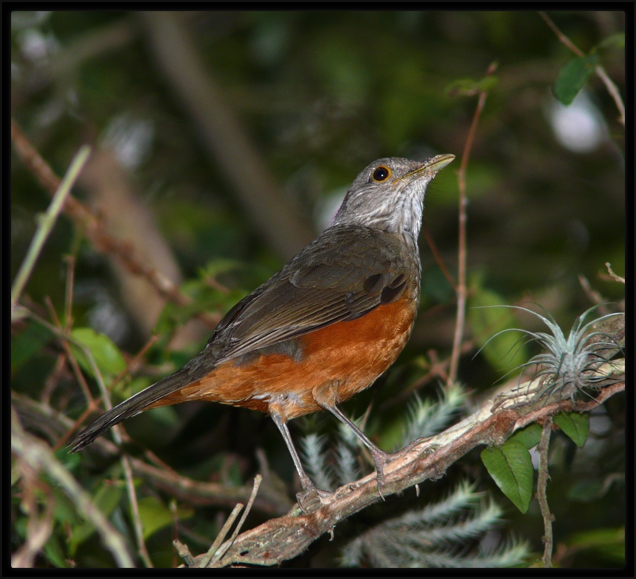 Poema As Aves Que Aqui Gorjeiam Não Gorjeiam Como Lá Poema As Aves Que Aqui Gorjeiam Não Gorjeiam Como Lá
