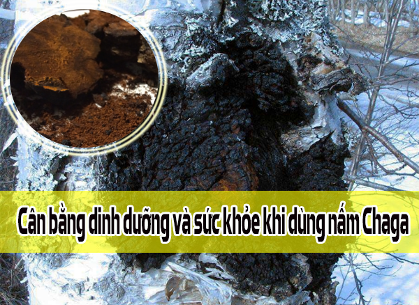 can-bang-dinh-duong-va-suc-khoe-khi-dung-nam-chaga-jan0418.png