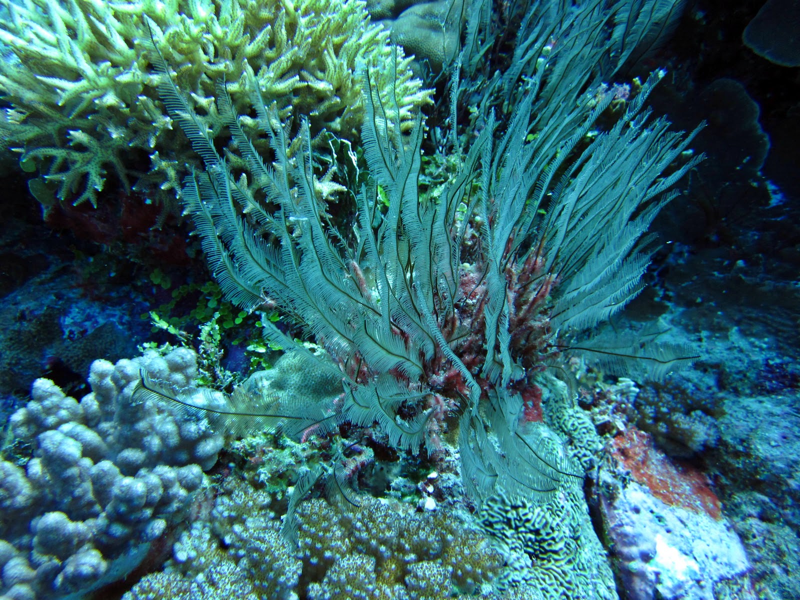 Tassie Twosome: Coral Reefs