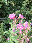 Great hairy willow herb Epilobium hirsutum 2011/116