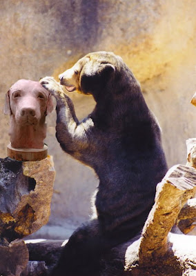 Animals Acting Like People Seen On www.coolpicturegallery.us