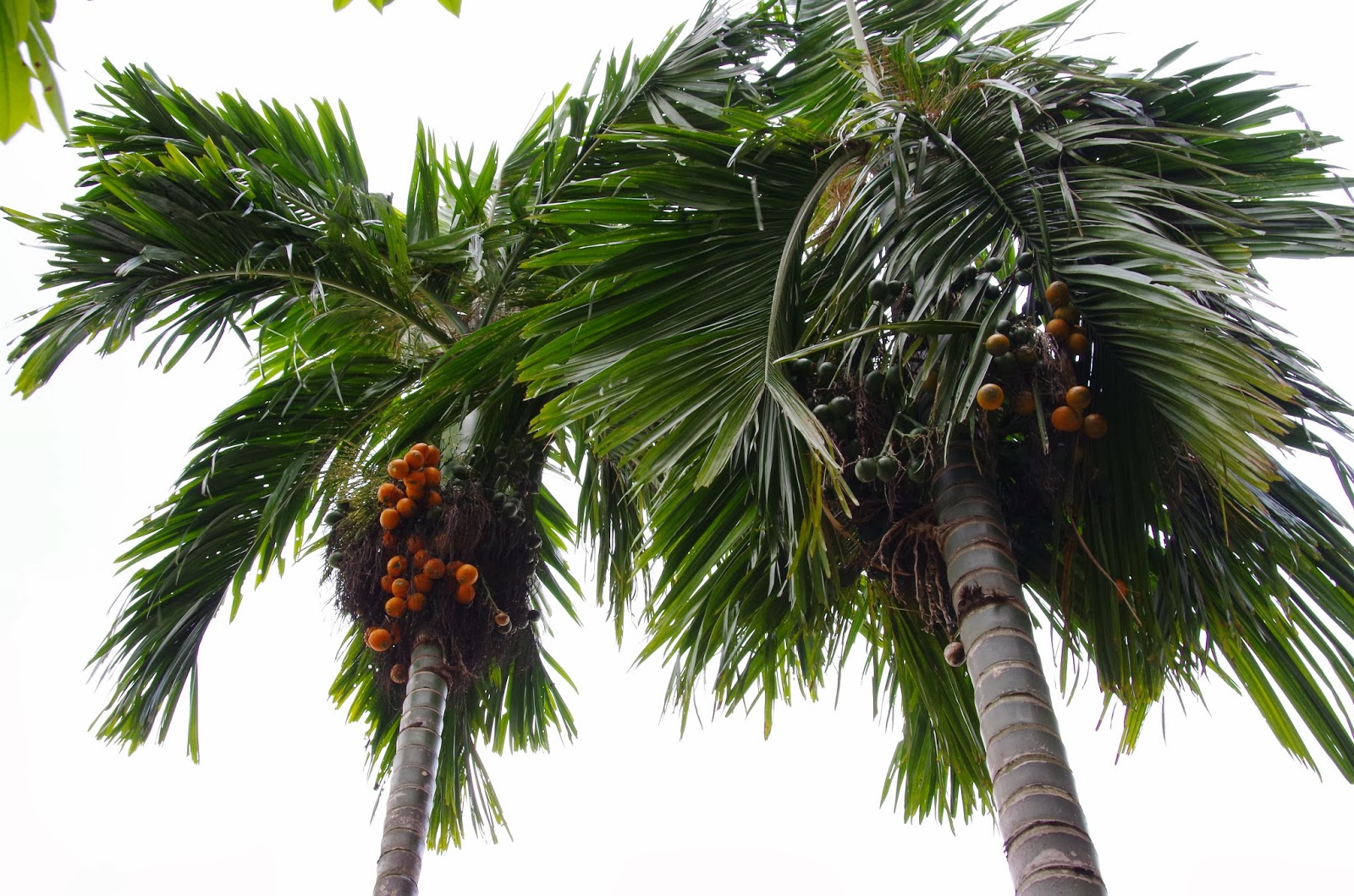 Trees and Plants Betel Nut Palm