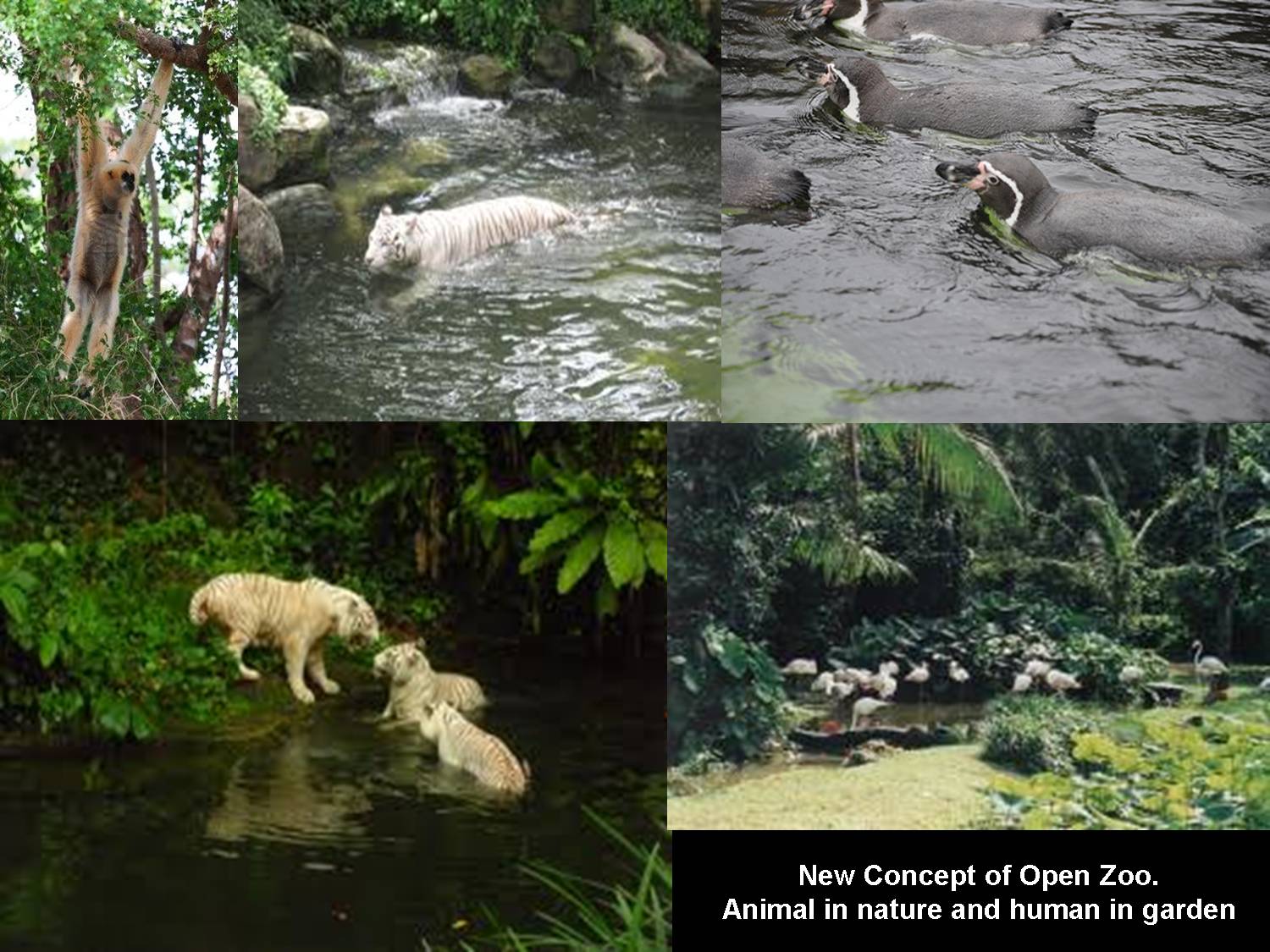 Dr Mat OPEN ZOO NEAR KUALA LUMPUR?