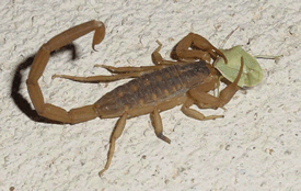 escorpiao2.jpg