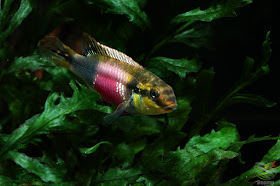 Pelvicachromis subocellatus(Moanda)