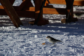 Gorrión alpino (Montifringilia nivalis). Comiendo los restos en una estación de esquí.