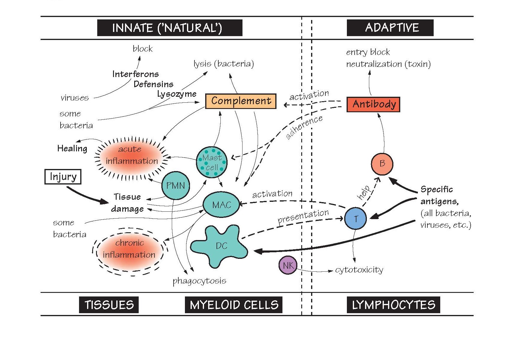 Innate And Adaptive Immune Mechanisms