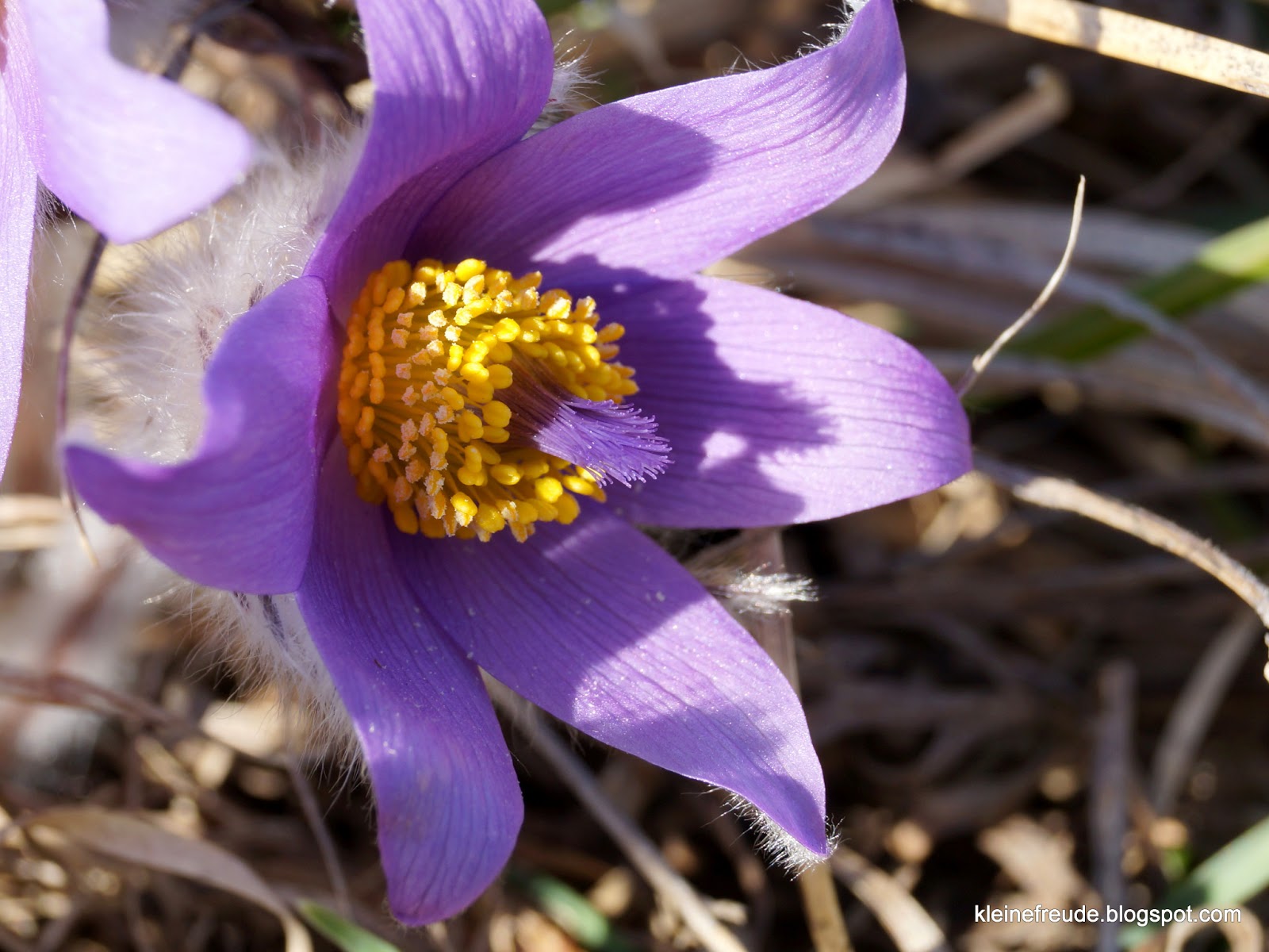 kleine freude: März 2013