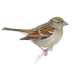 sparrow death omen luck birds passeriformes order achieve aim symbol wings passeridae