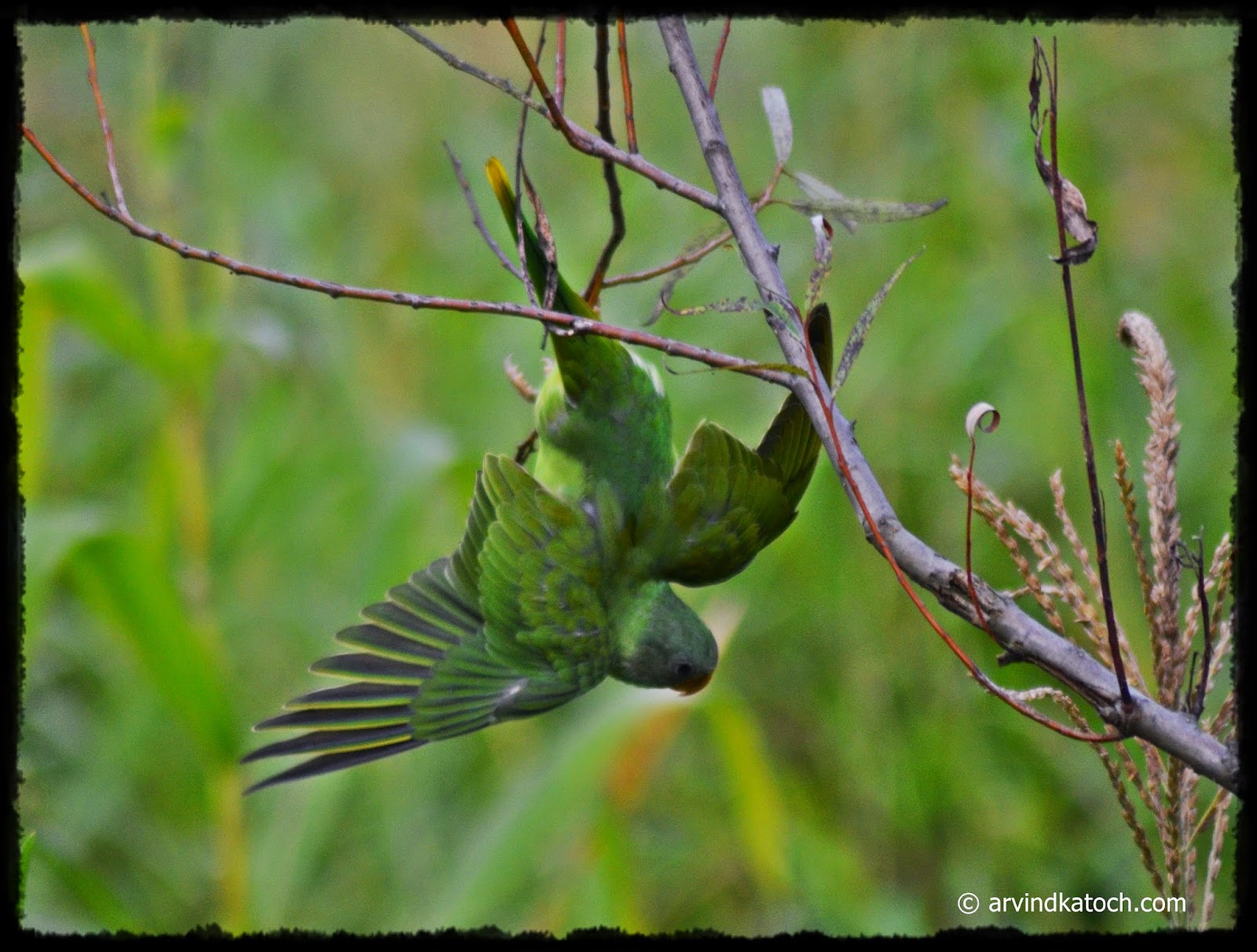 The Slatyheaded Parakeet Pictures and Detail (Himalayan Parrot