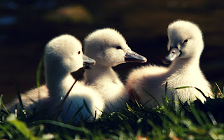 Cute bird HD picture free download Cute bird HD picture free download