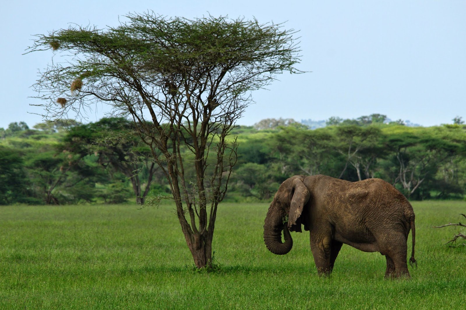 VER ELEFANTES NO SERENGETI - Os gigantes africanos no Serengeti | Tanzânia