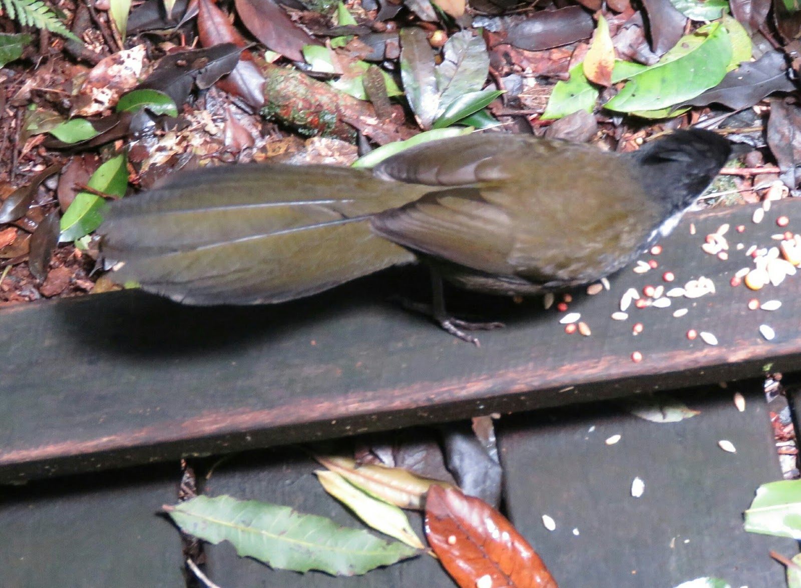 Bird & Travel Photos, Birding Sites, Bird Information EASTERN WHIPBIRD, O