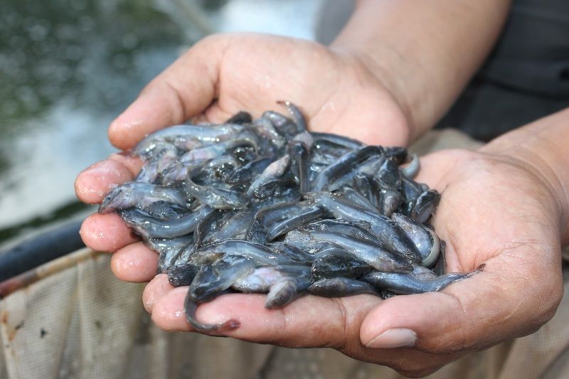 Cara Ternak Bibit Lele cara pembesaran ikan lele