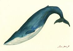 blue whale images