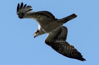 birdwatching Osprey
