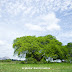 CD Distintivo Blue - Orgânico (2014) - autografado | Frete incluso