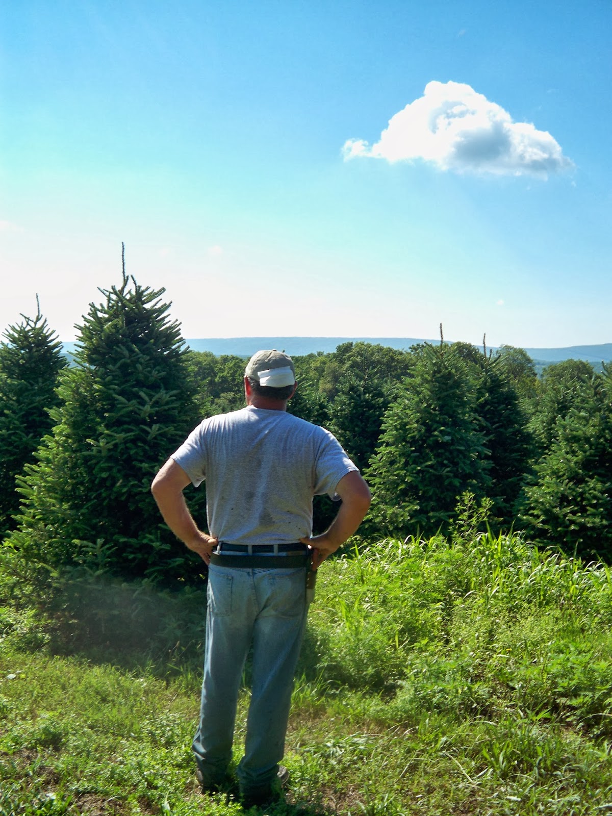 Cultured Carbon County The Soul of Beisel's Christmas Tree Hill (And