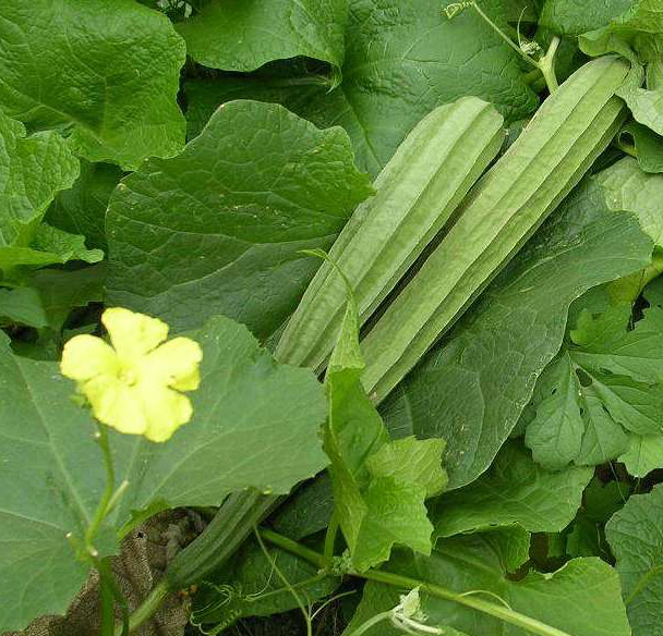 rainy season vegetables