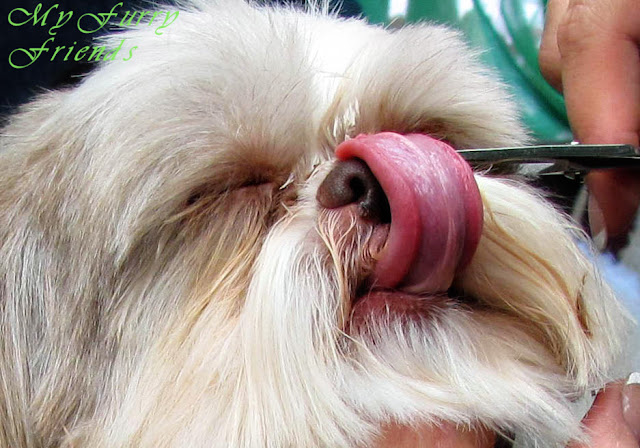 Cachorros que lambem são cachorros que se importam