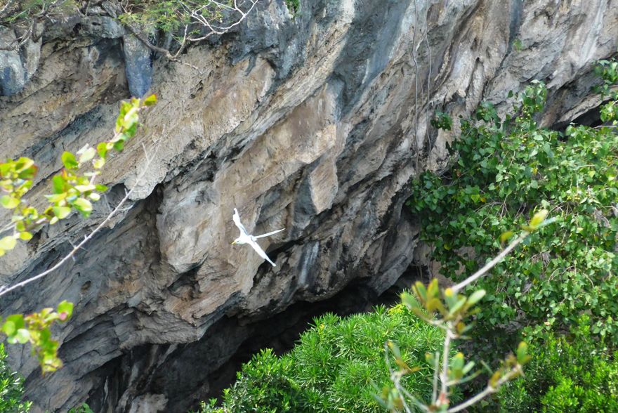 Rodrigues via Mauritius Tropicbirds....PailleenQueue à Anse Quitor