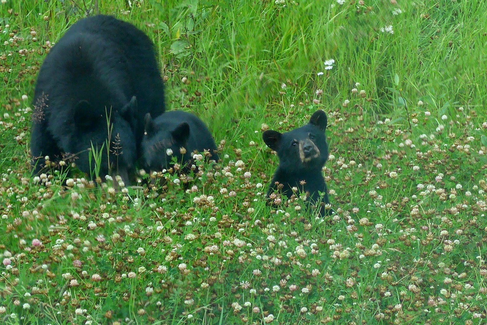 Mama Bear and two cubs.