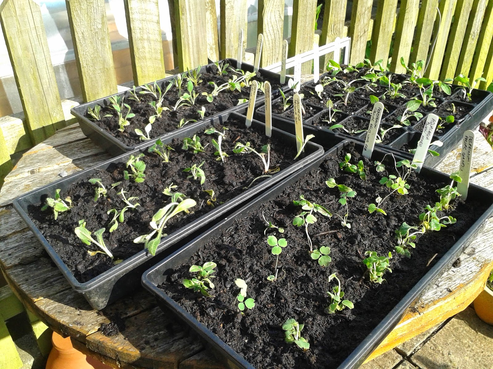 A Blog about Compost 72 plug plants