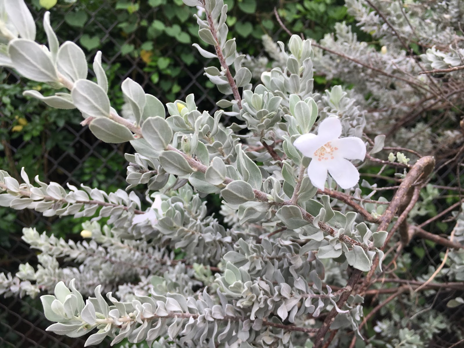 Leucophyllum fructescens (Texas Ranger)