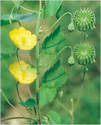 ATIBALA (Abutilon Indicum)