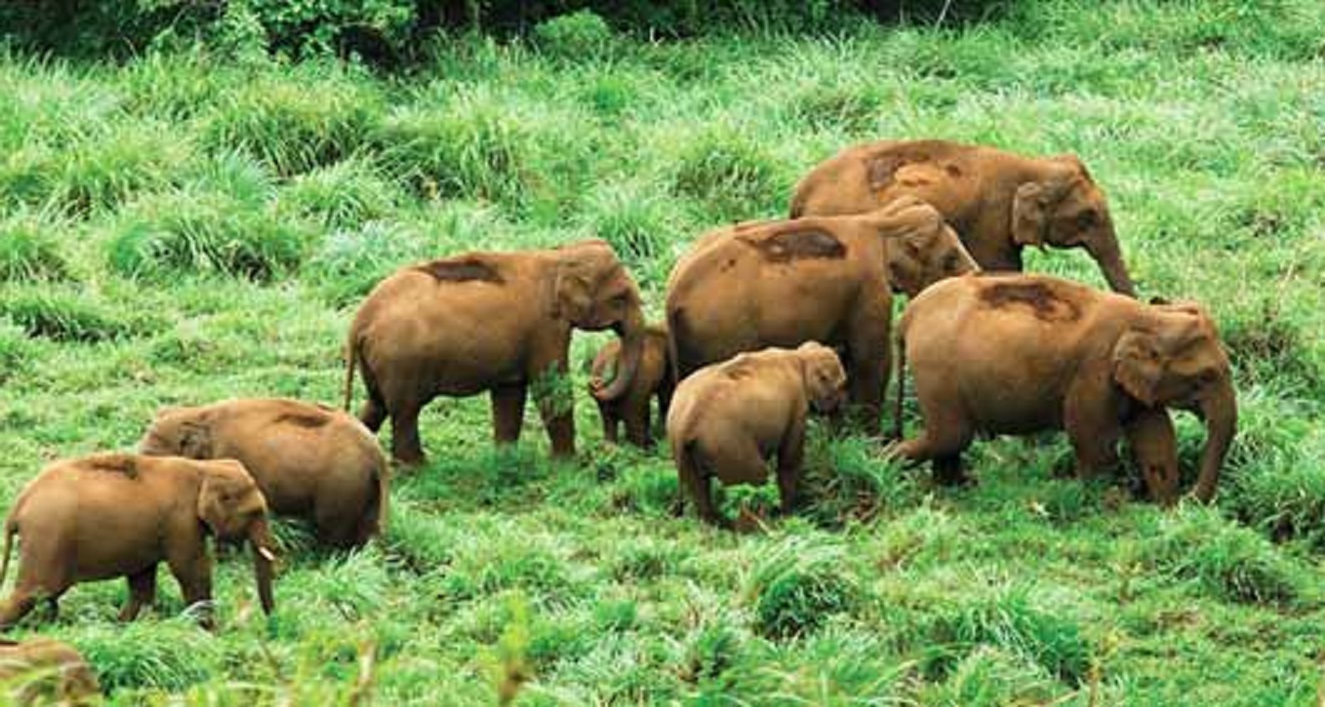 WILDLIFE SANCTUARIES IN KERALA SOUTH INDIA TOURISM