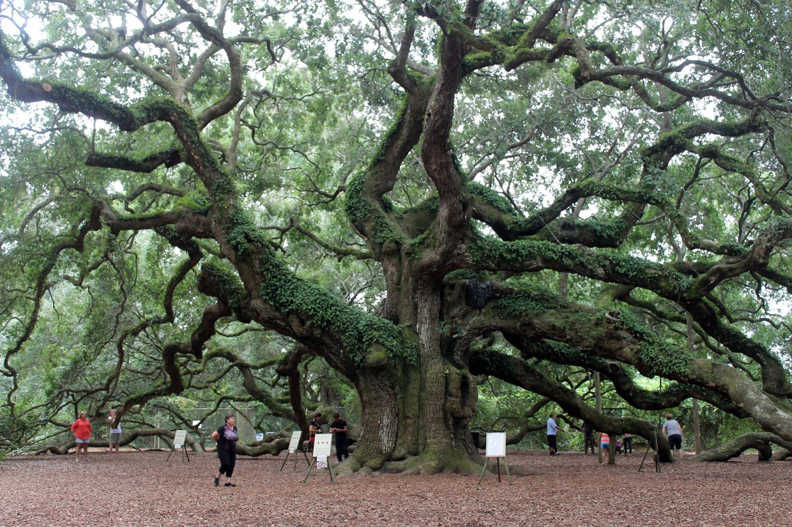 Cooking With Mary and Friends Exploring the Charleston Tea Plantation