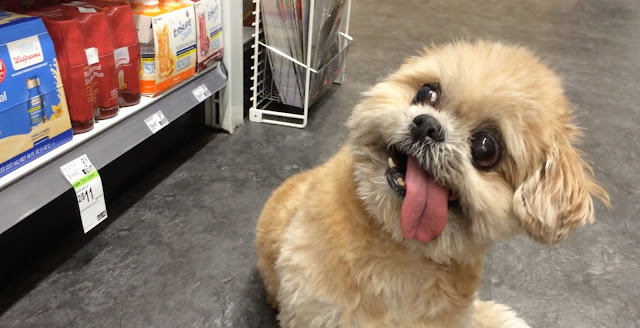 Why Do Dogs Like sticking out his tongue?