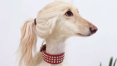 alt="amazon,weird,crazy products,weird products,retail,online shopping,a dog wig"