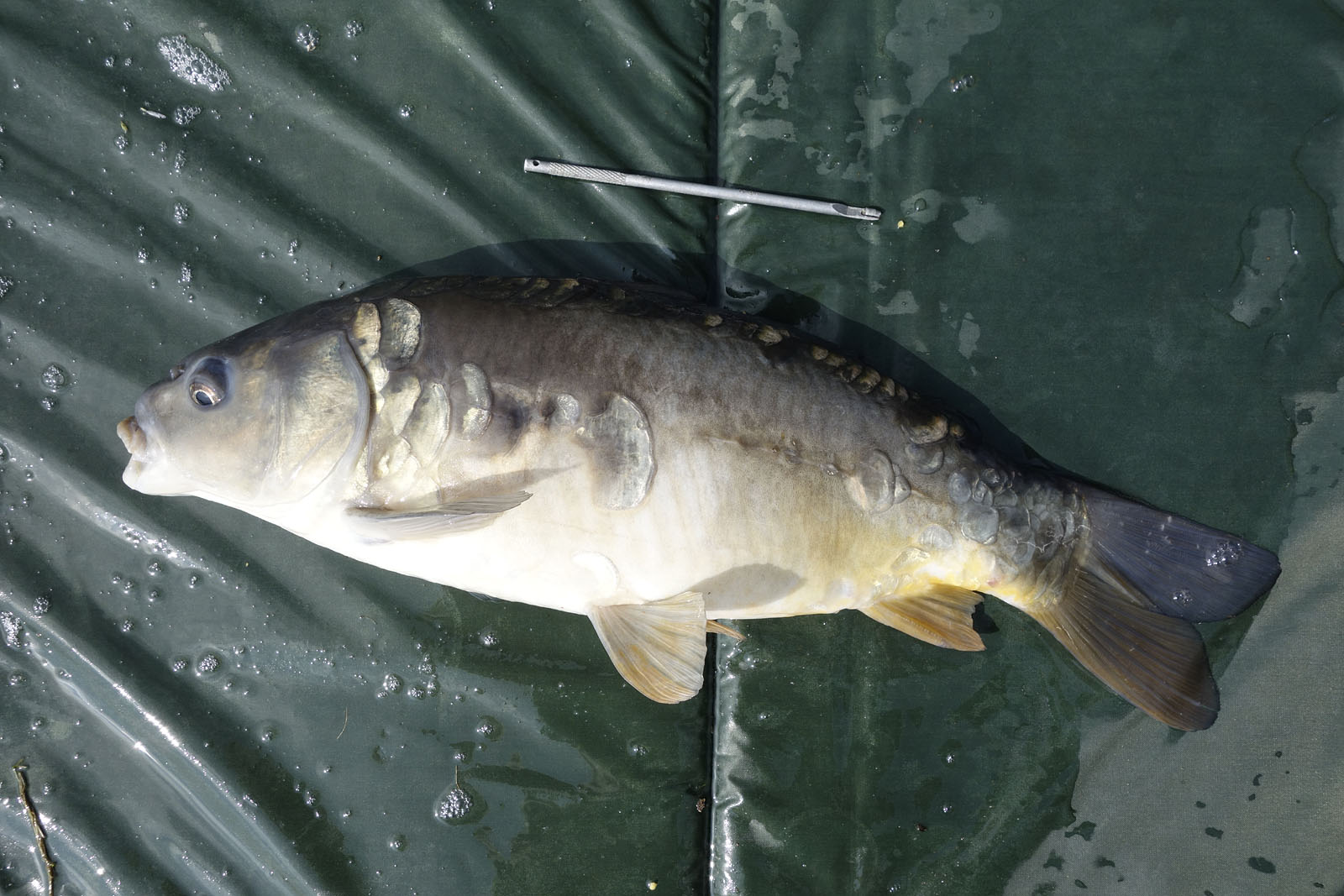 The Broads Fisherman: Great carp fishing at Holly Farm Lakes, South Walsham