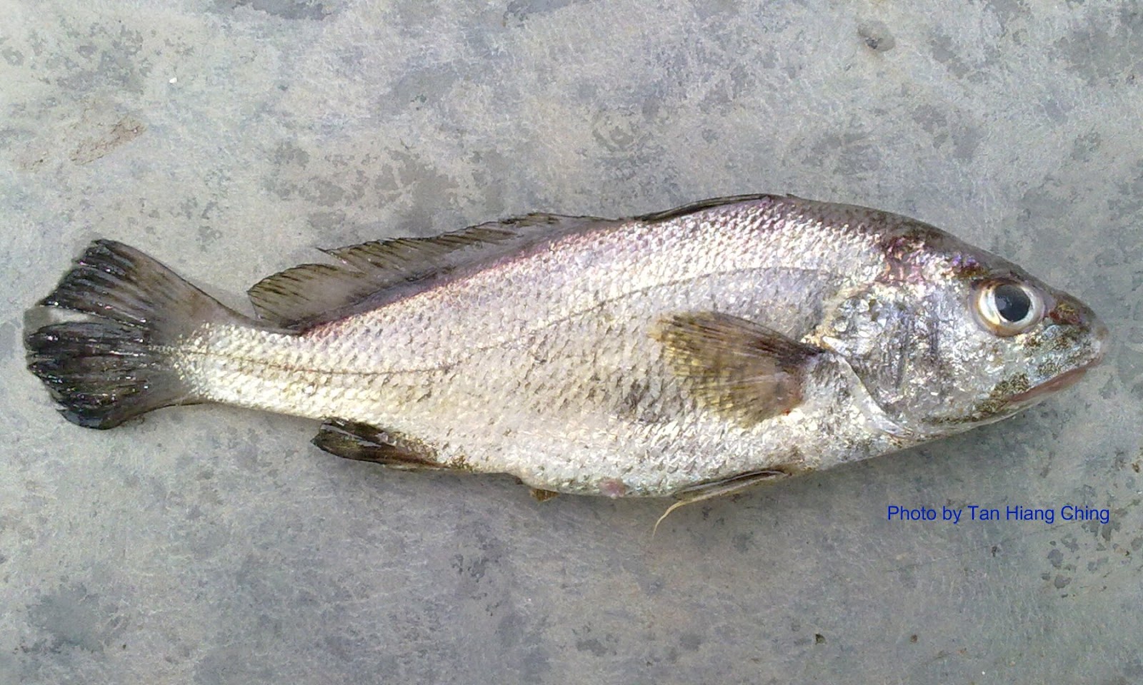 Gelama ikan Mengenal Identiti