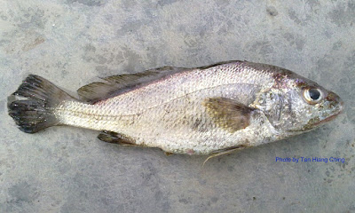 Sharpnose Hammer Croaker