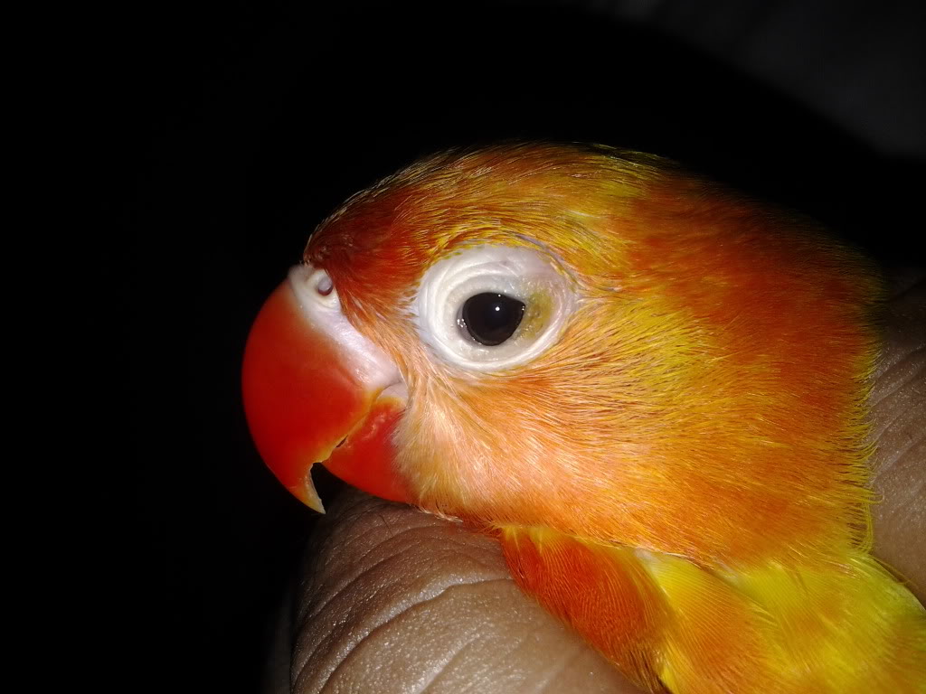 How to Treat Lovebird Snot