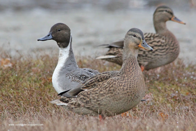 Pintail on ice pintail%2BIMG 9241%2Bcopy